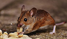 24 Hour & Emergency Exterminators in Bureau Of Prisons, DC